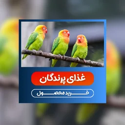 غذای پرندگان