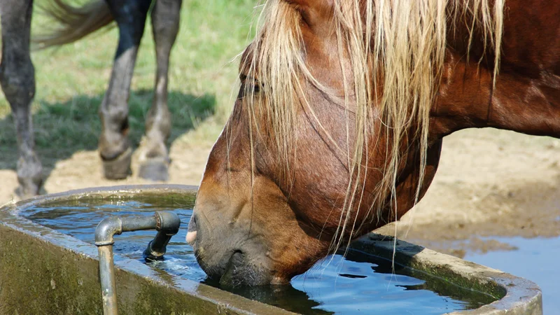 بهداشت آب آشامیدنی در پرورش اسب